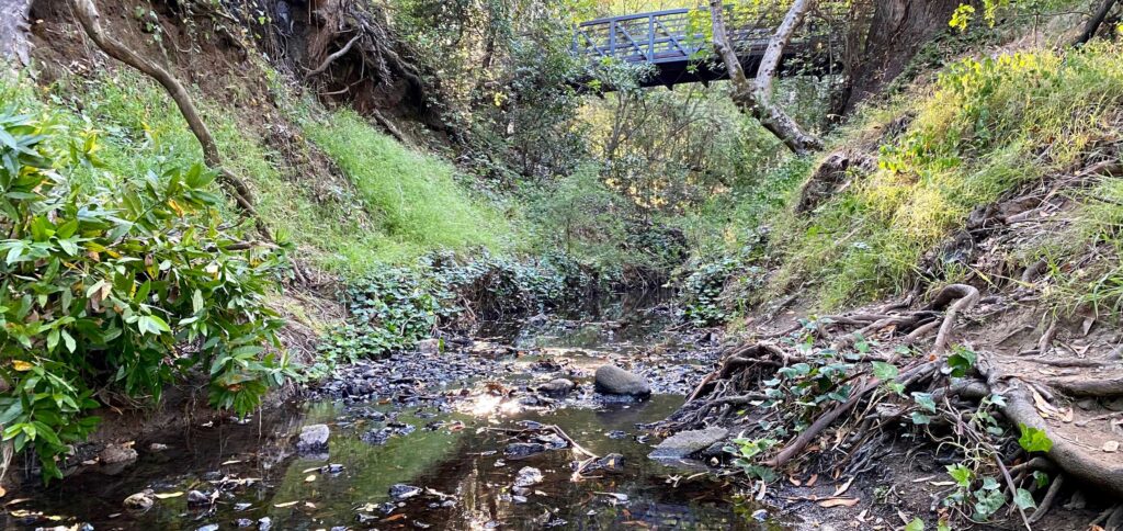 A pedestrian footbridge above a creek that is surrounded by dense vegetation on both sides
