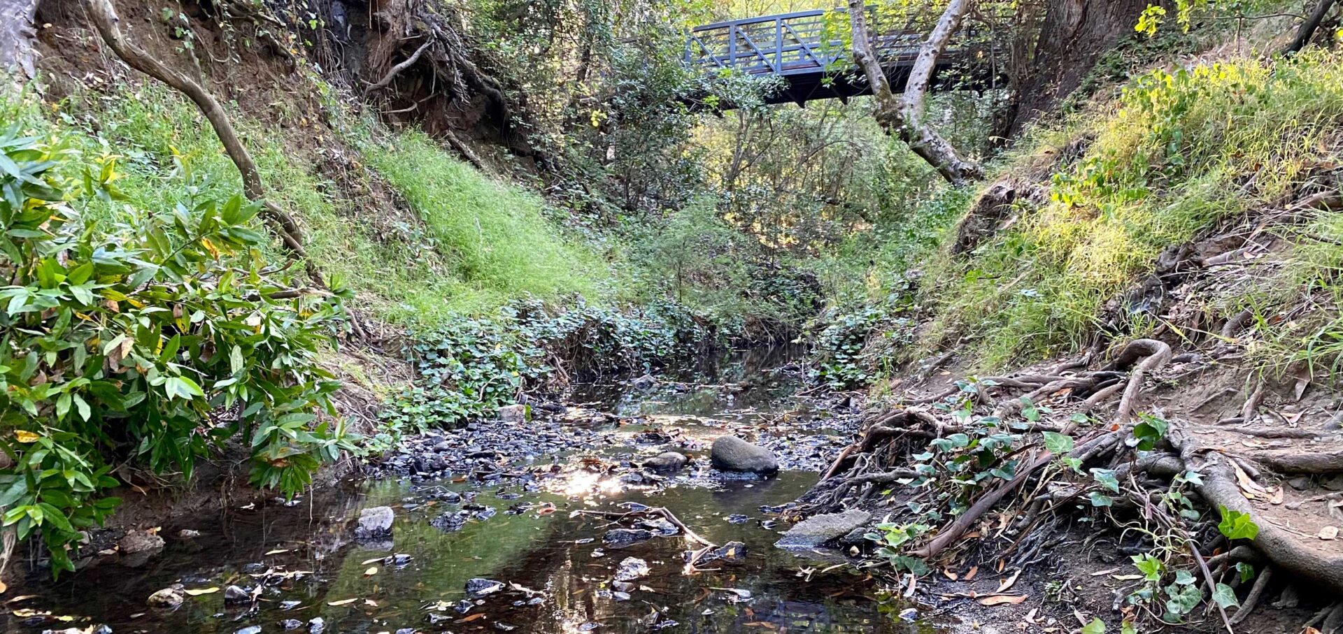 A pedestrian footbridge above a creek that is surrounded by dense vegetation on both sides