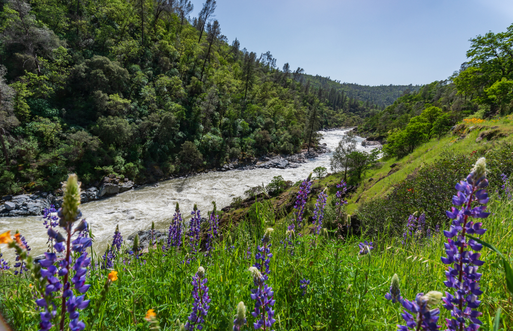 shutterstock_1177035214 wildflowers with grass on right side; river running through the middle; trees line the river shore on the left