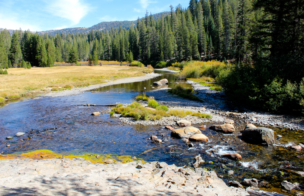 shutterstock_1312415231 river with rocks inside and on the shore; yellowish/green vegetation on shore; trees line the background; mountain in the back